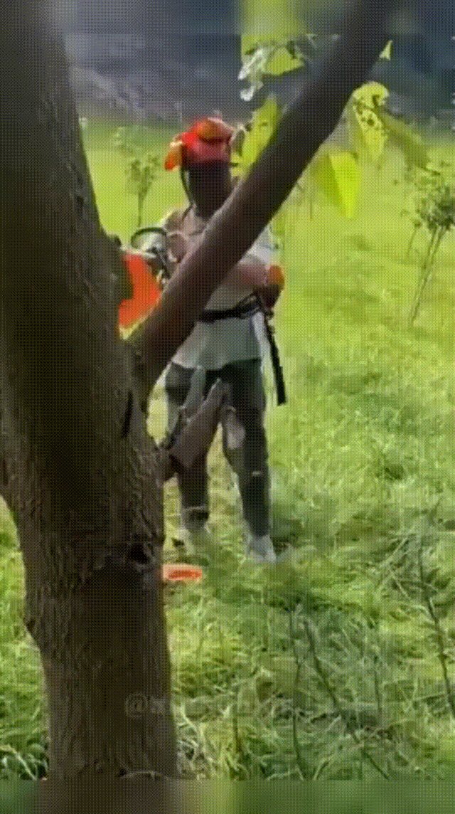 1718268410868460.gif 伐木.gif