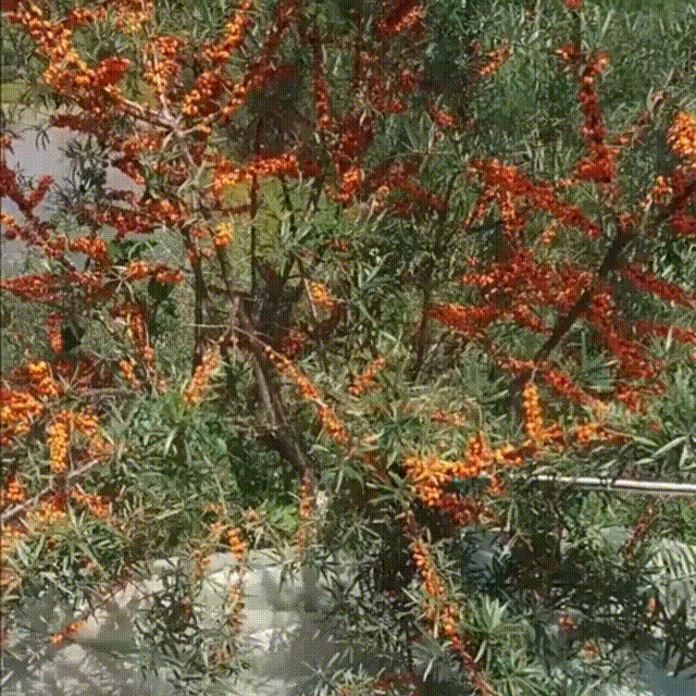 1724328525286038.gif 采摘 00_00_00-00_00_30.gif